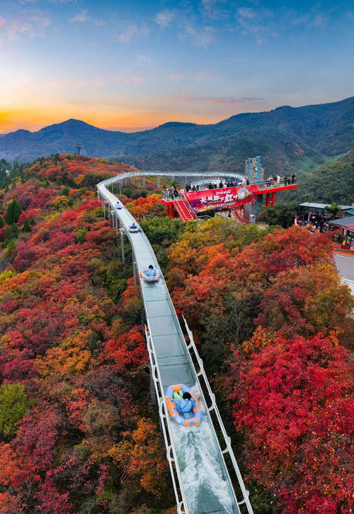 山東限定秋景上線，賞葉經濟迎來升溫
